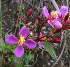 Monochaetum hartwegianum