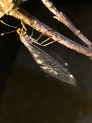 Megistopus flavicornis