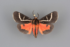 Apantesis f-pallida