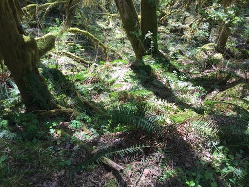 Polystichum munitum