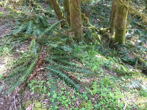 Polystichum munitum