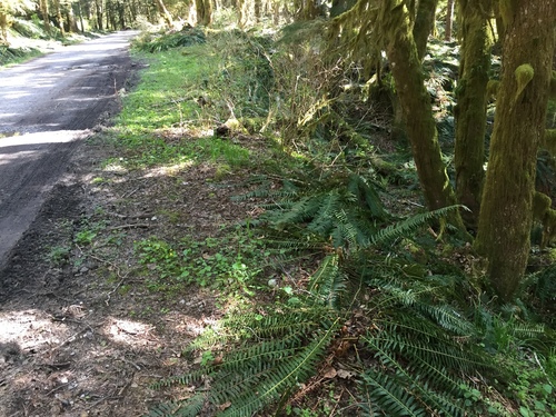 Polystichum munitum