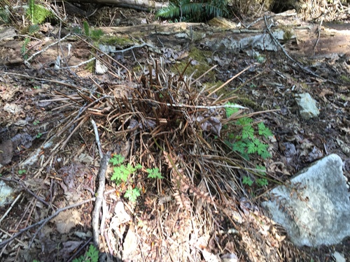 Polystichum munitum