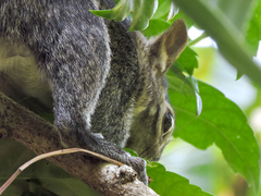 Sciurus colliaei