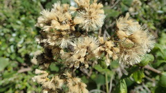 Gymnanthemum capense