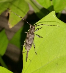 Graphisurus despectus