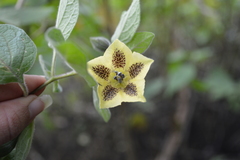 Physalis coztomatl