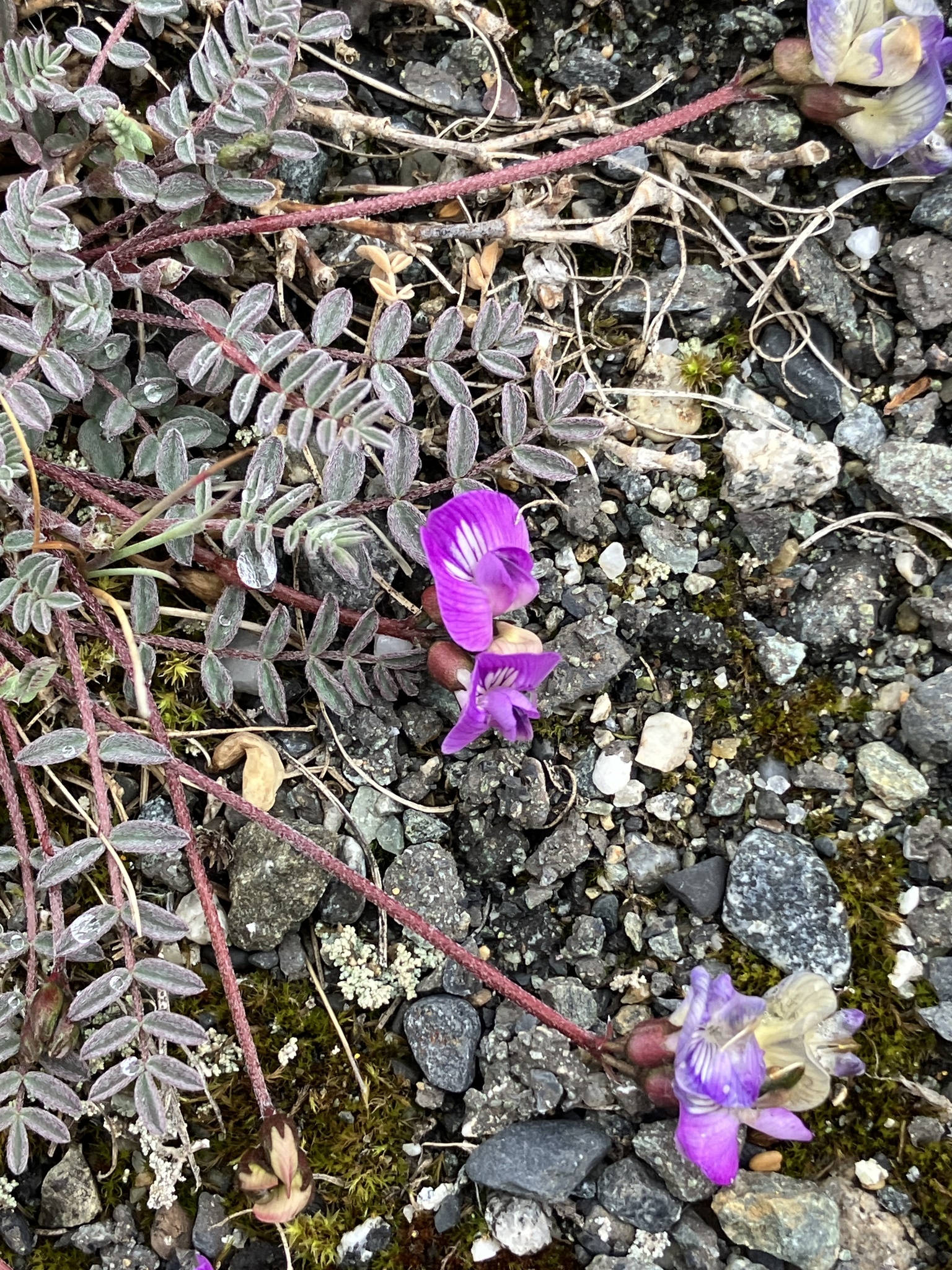 Astragalus nutzotinensis
