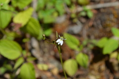 Diastatea