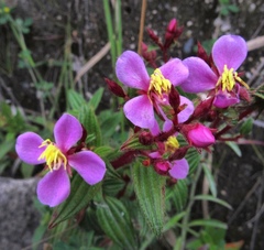 Monochaetum hartwegianum