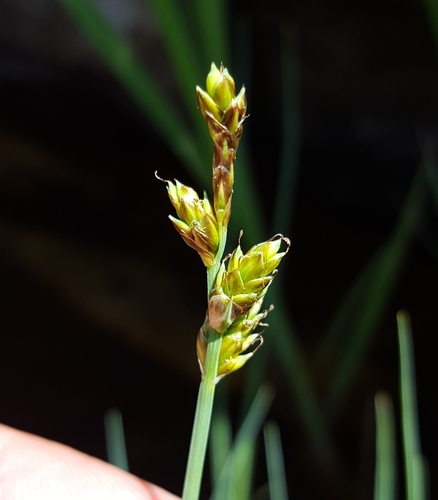 Mackenzie's sedge (Carex mackenziei)