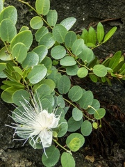 Capparis cordifolia