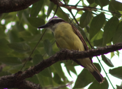 Pitangus sulphuratus