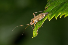 Closterotomus fulvomaculatus