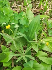 Ranunculus acris hultenii