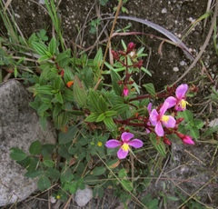 Monochaetum hartwegianum