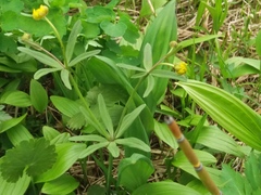Ranunculus acris hultenii