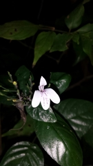 Rhinacanthus