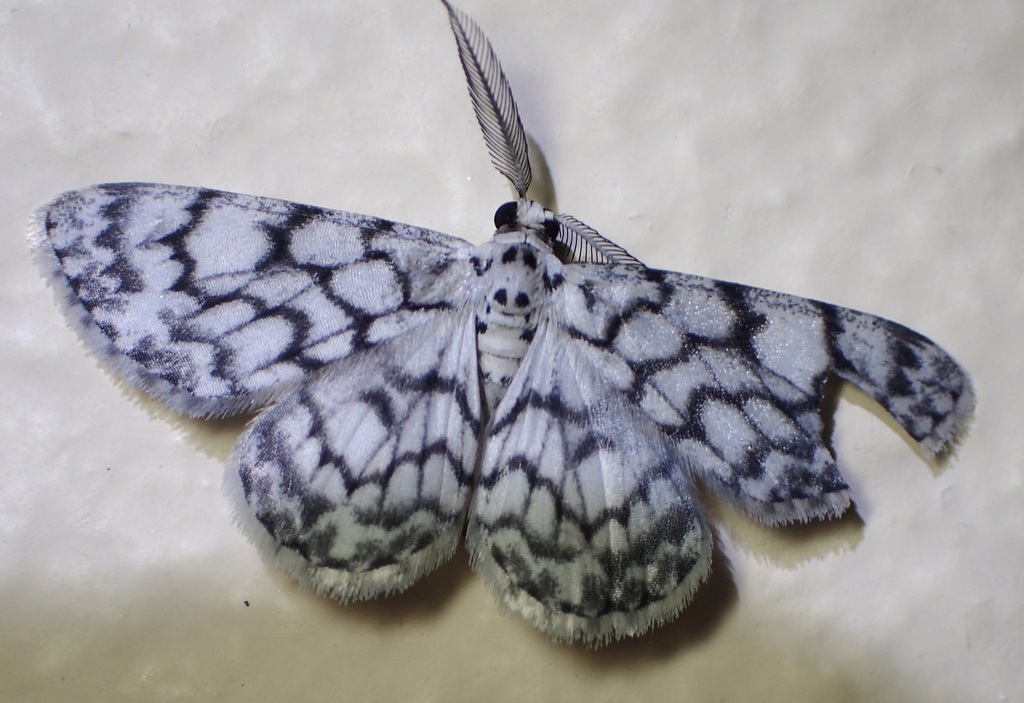 Hymenomima camerata