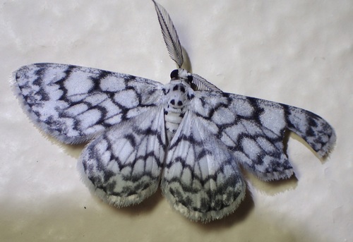 Hymenomima camerata