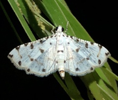 Pycnarmon cribrata