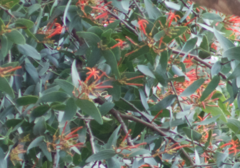 Psittacanthus cordatus