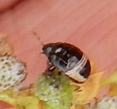 Corimelaena lateralis