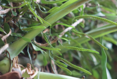 Microgramma vacciniifolia