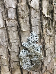 Physconia subpallida