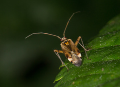 Closterotomus fulvomaculatus