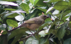 Saltator coerulescens