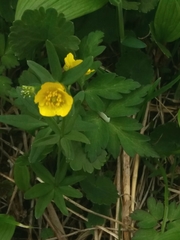 Ranunculus acris hultenii