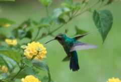 Chlorostilbon lucidus