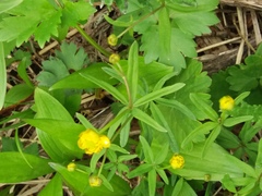 Ranunculus acris hultenii