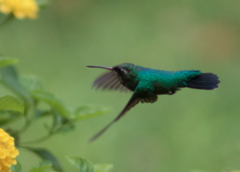 Chlorostilbon lucidus