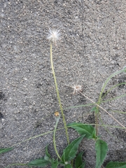 Tridax procumbens