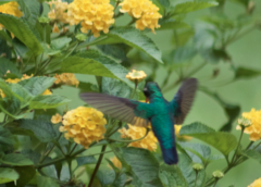 Chlorostilbon lucidus