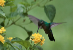 Chlorostilbon lucidus