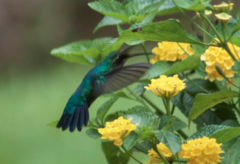 Chlorostilbon lucidus