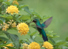 Chlorostilbon lucidus