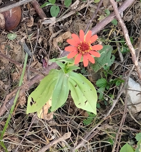 Zinnia elegans