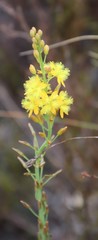 Bulbine cepacea