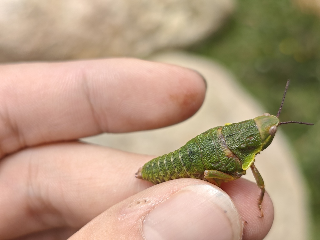 Mekongiella pleurodilata