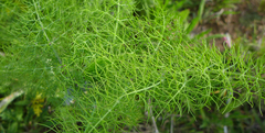 Foeniculum