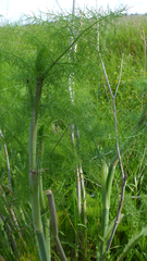 Foeniculum