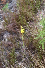Bulbine cepacea