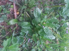 Rumex lapponicus