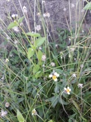 Tridax procumbens