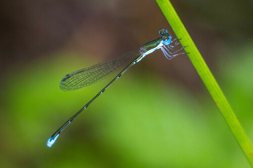 Southern Sprite photo 6