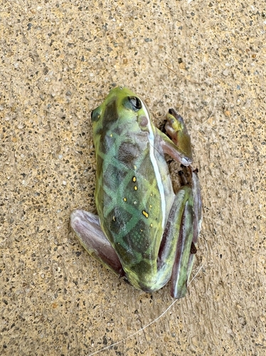 Green Treefrog photographed in Alabama